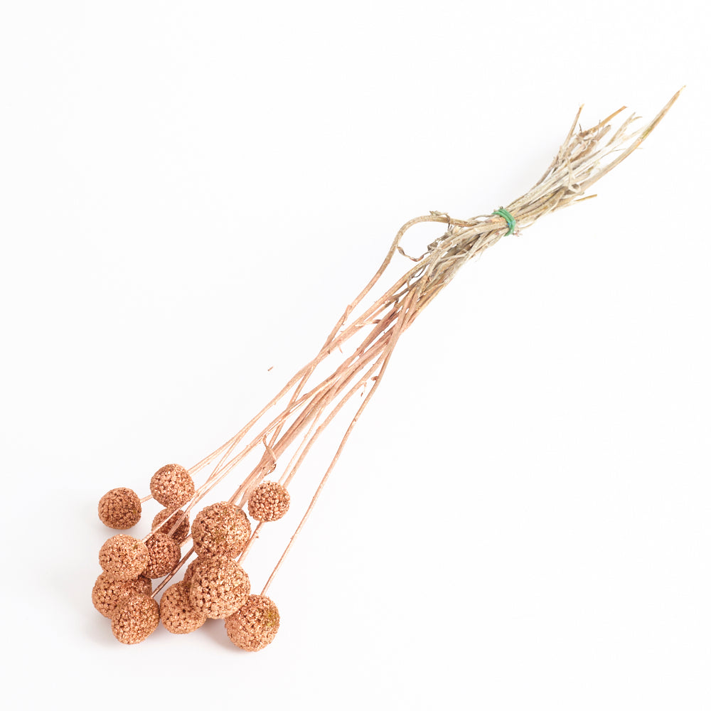 Craspedia, (billy buttons), Copper, Bunch x 10 stems
