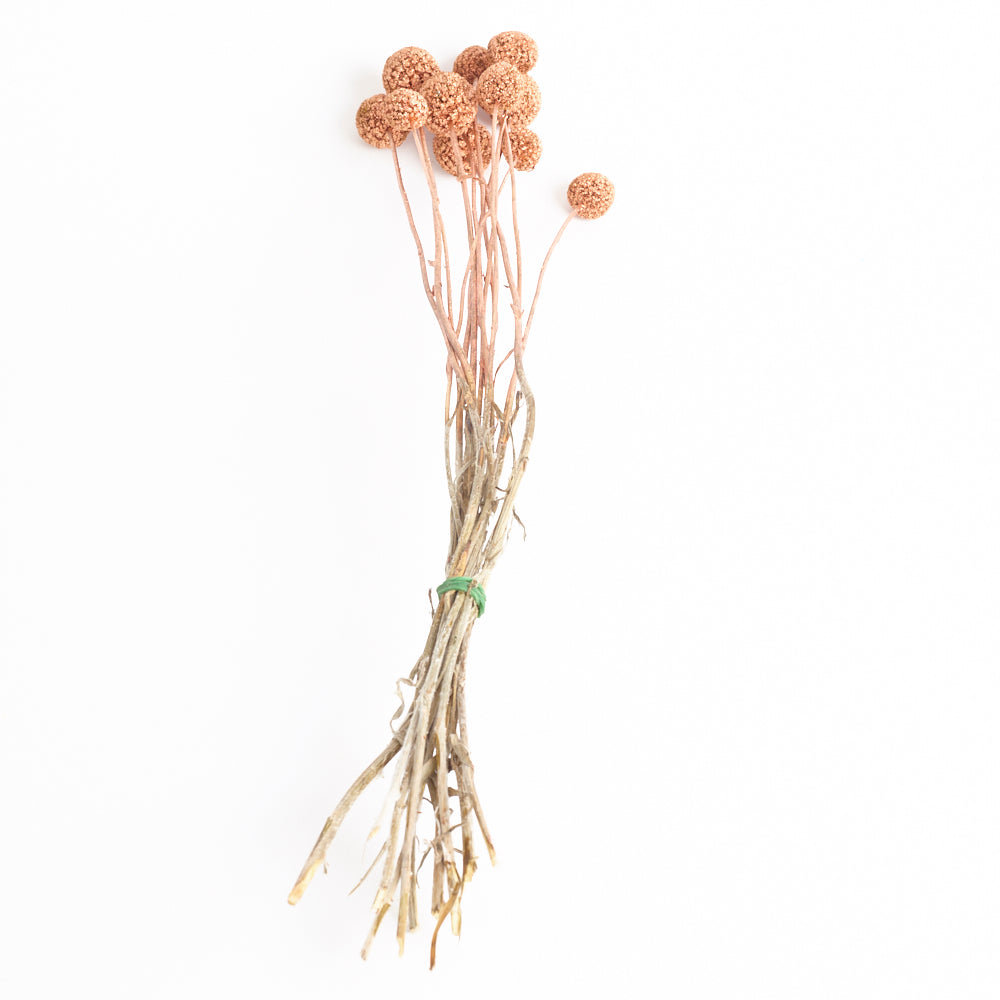 Craspedia, (billy buttons), Copper, Bunch x 10 stems