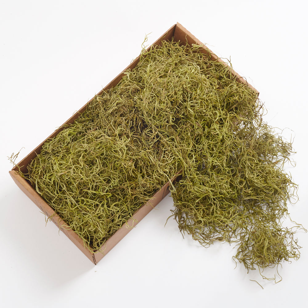 Tillandsia Moss, Preserved, Green, 350g