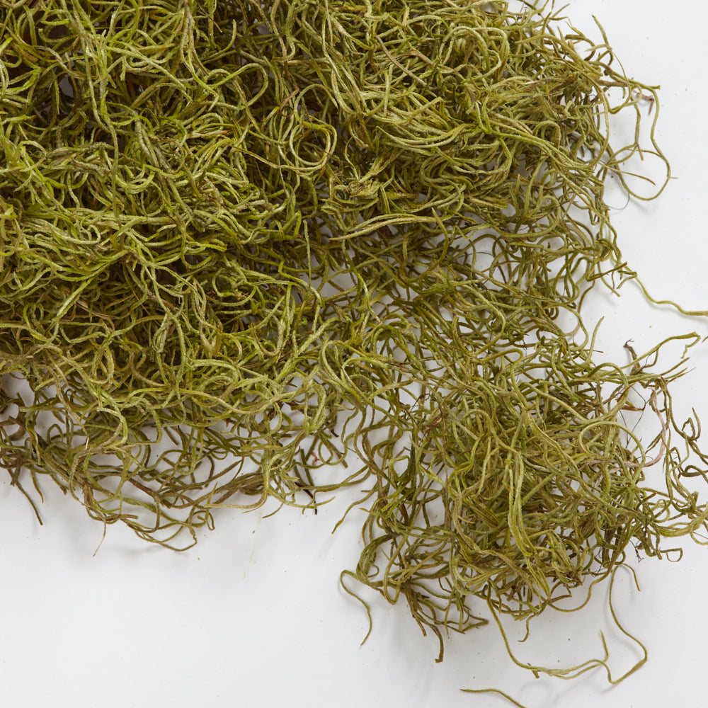 Tillandsia Moss, Preserved, Green, 350g