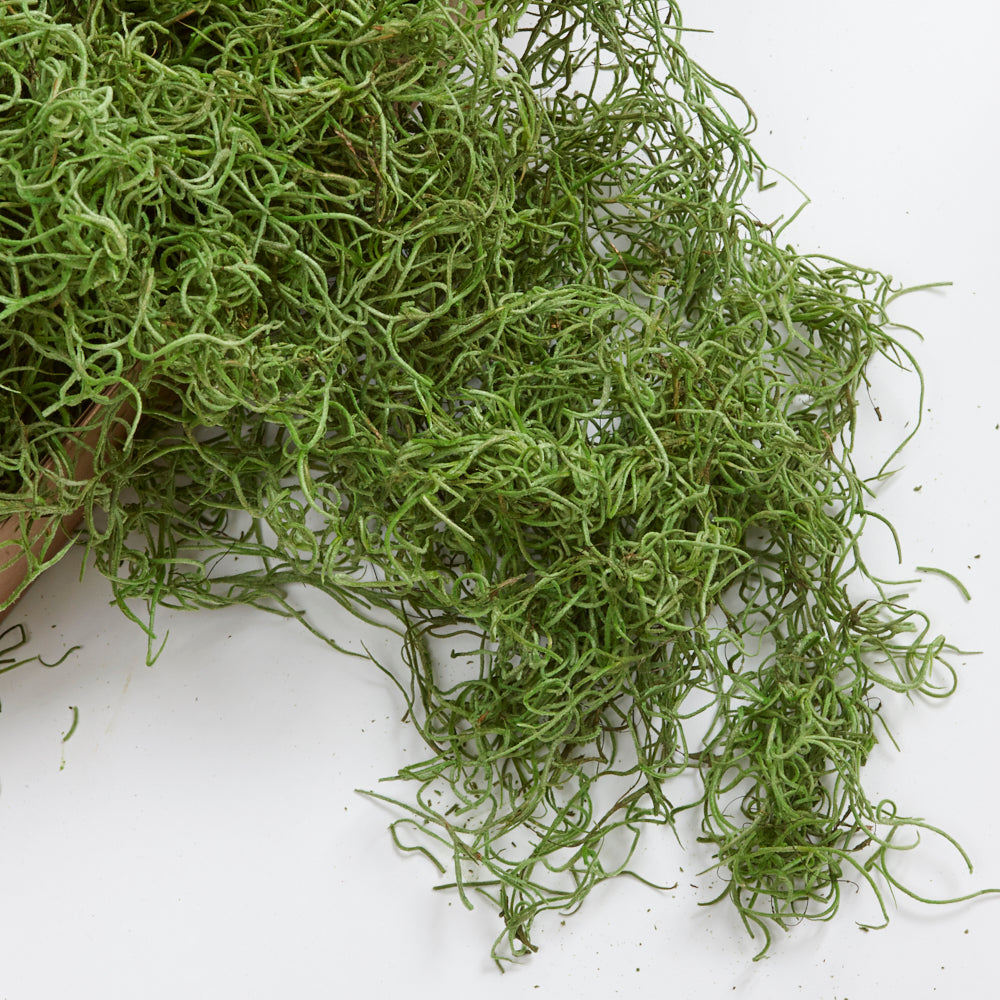 Tillandsia Moss, Preserved, Moss Green, 350g