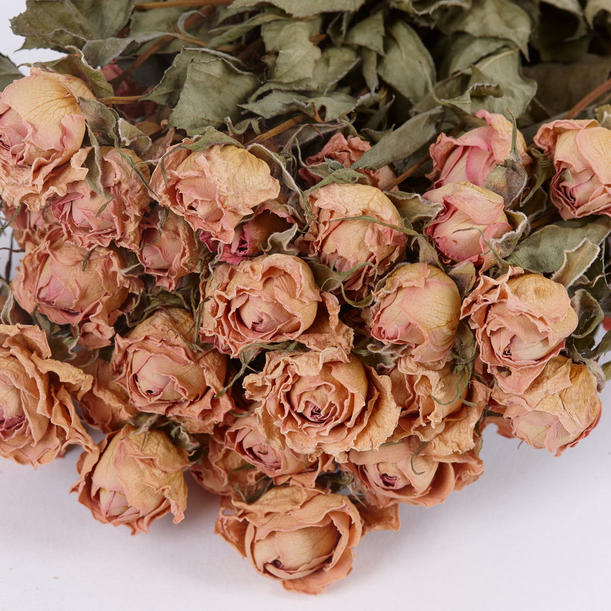 Close up of dried spray roses Lydia, light pink in colour