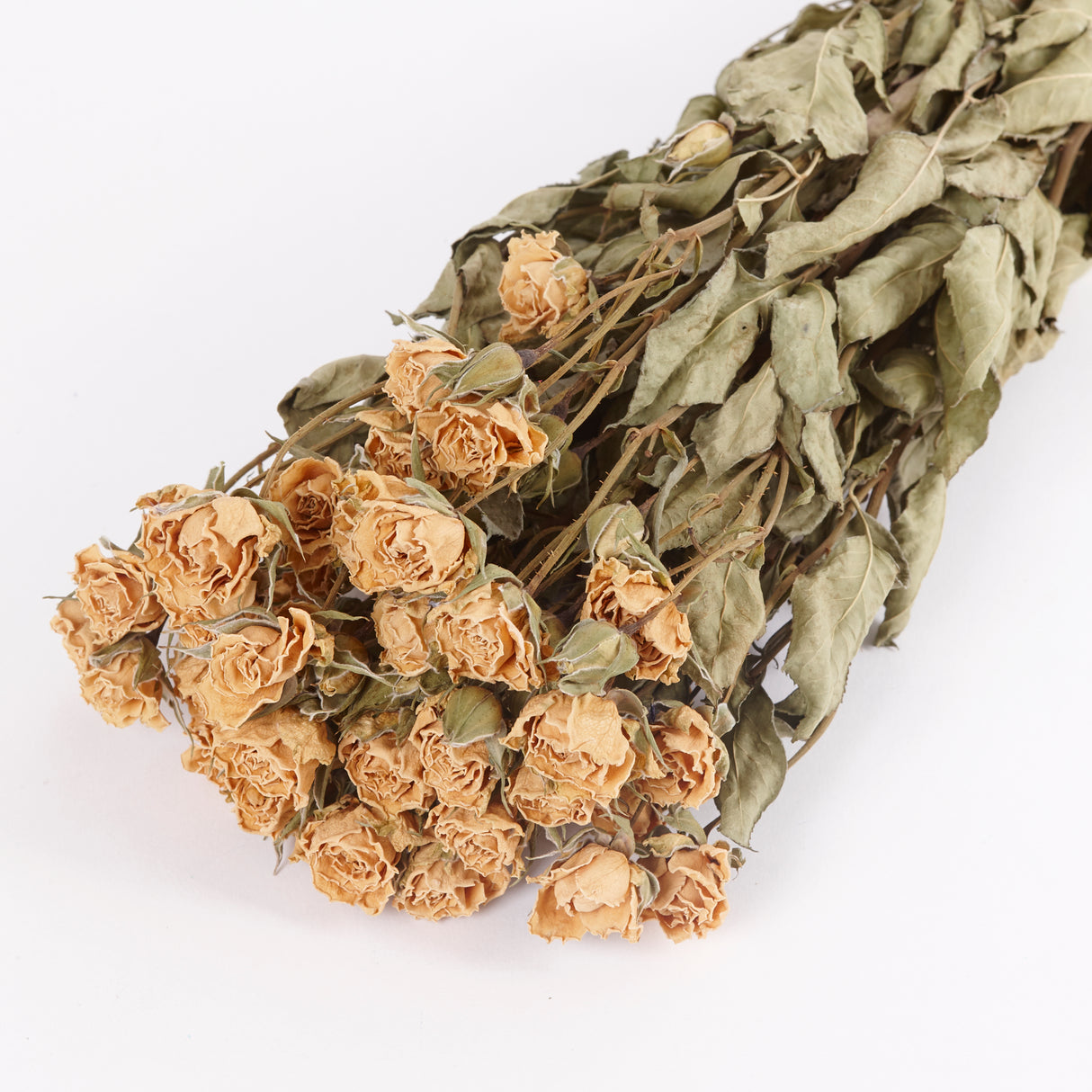 Roses, Spray, Dried, Snowflake, Natural White, Bunch 10 Stems