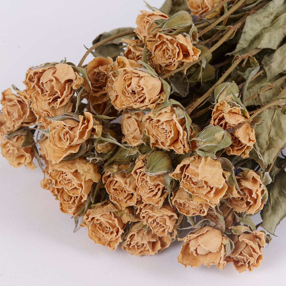 Close up of the flower heads for Dried Spray Rose called snowflake. Colour is white.