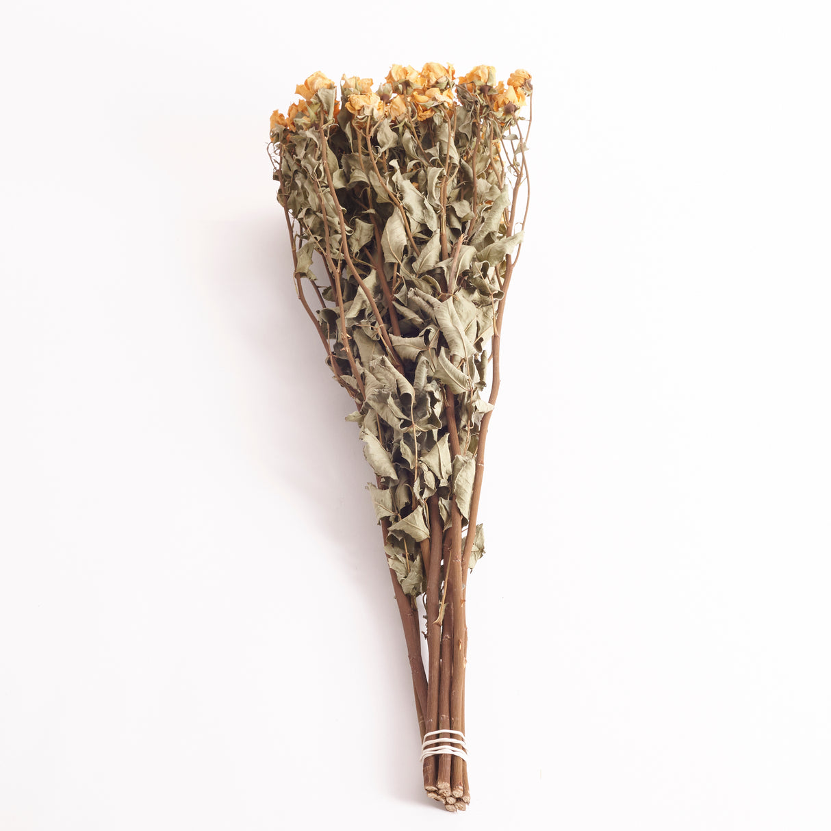 Roses, Spray, Dried, Tarantella, Natural Yellow, Bunch 10 Stems