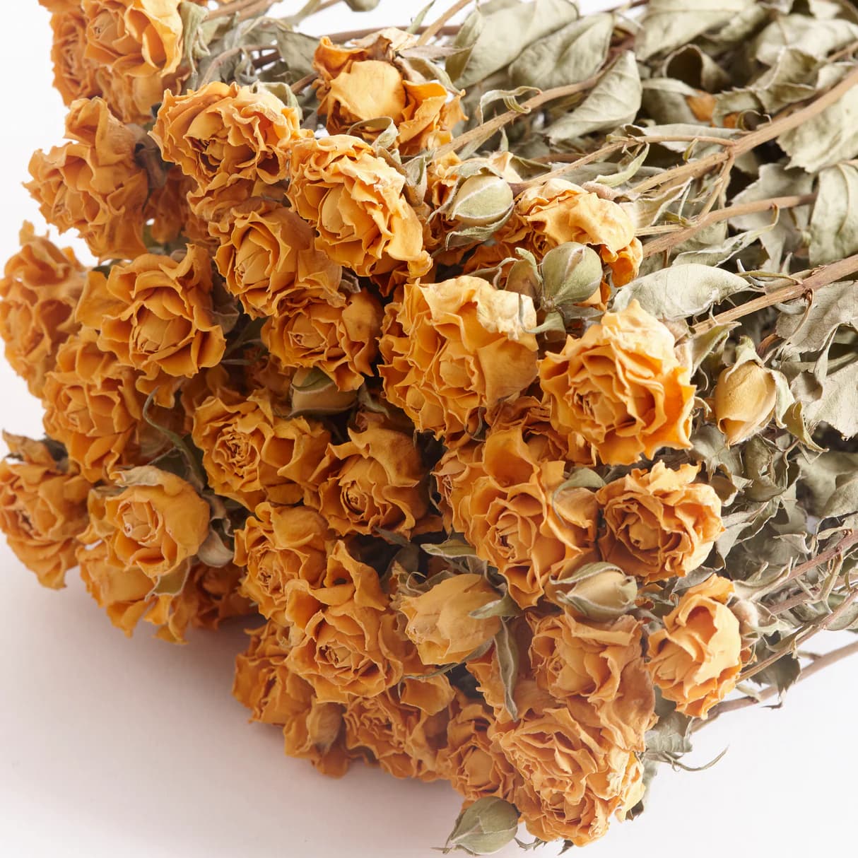 Roses, Spray, Dried, Tarantella, Natural Yellow, Bunch 10 Stems