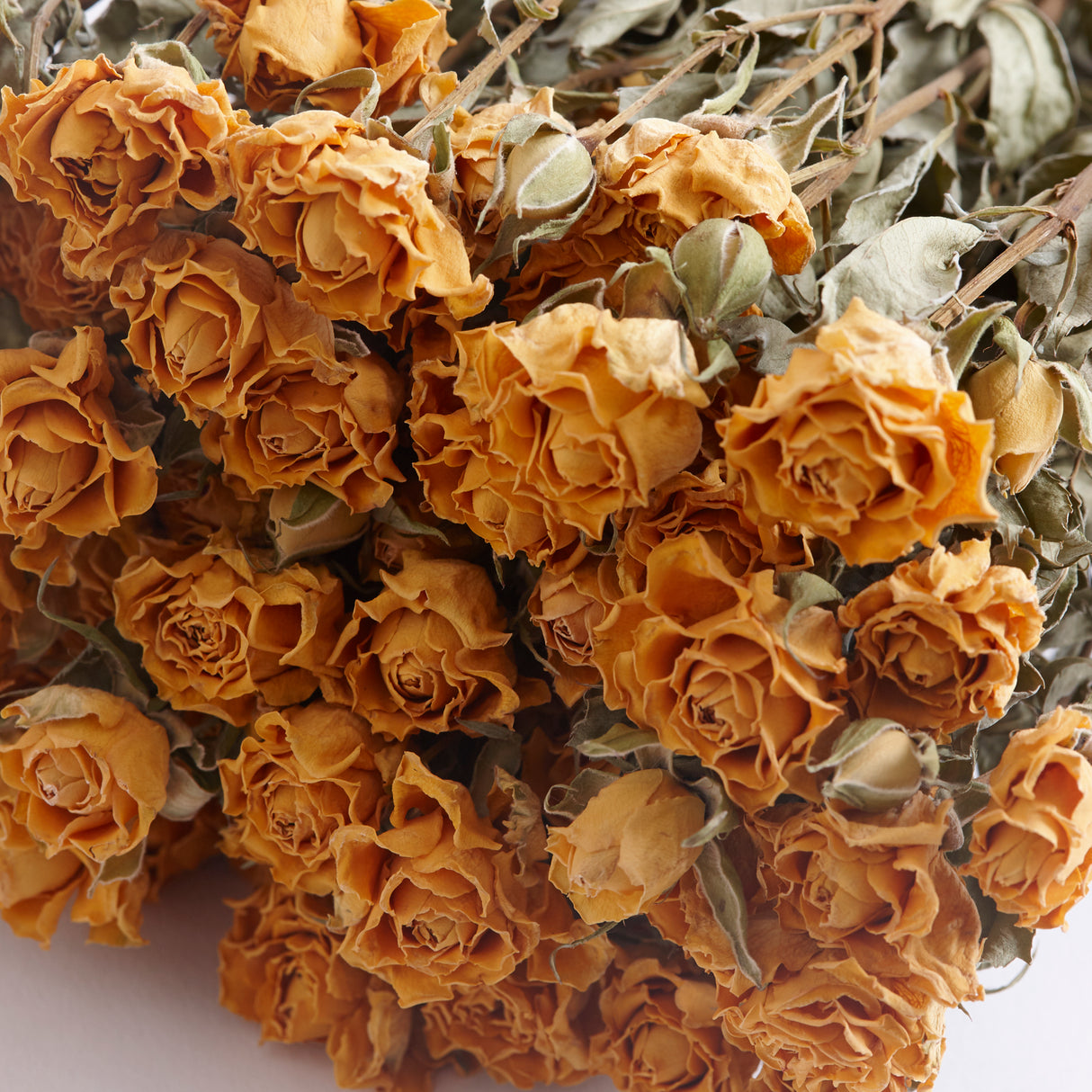 Roses, Spray, Dried, Tarantella, Natural Yellow, Bunch 10 Stems