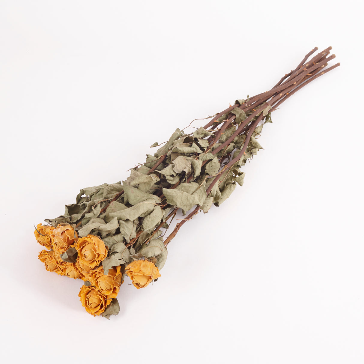 Dried Roses, Jackpot, Image shows a bunch of 10 stems. The flower colour is Yellow