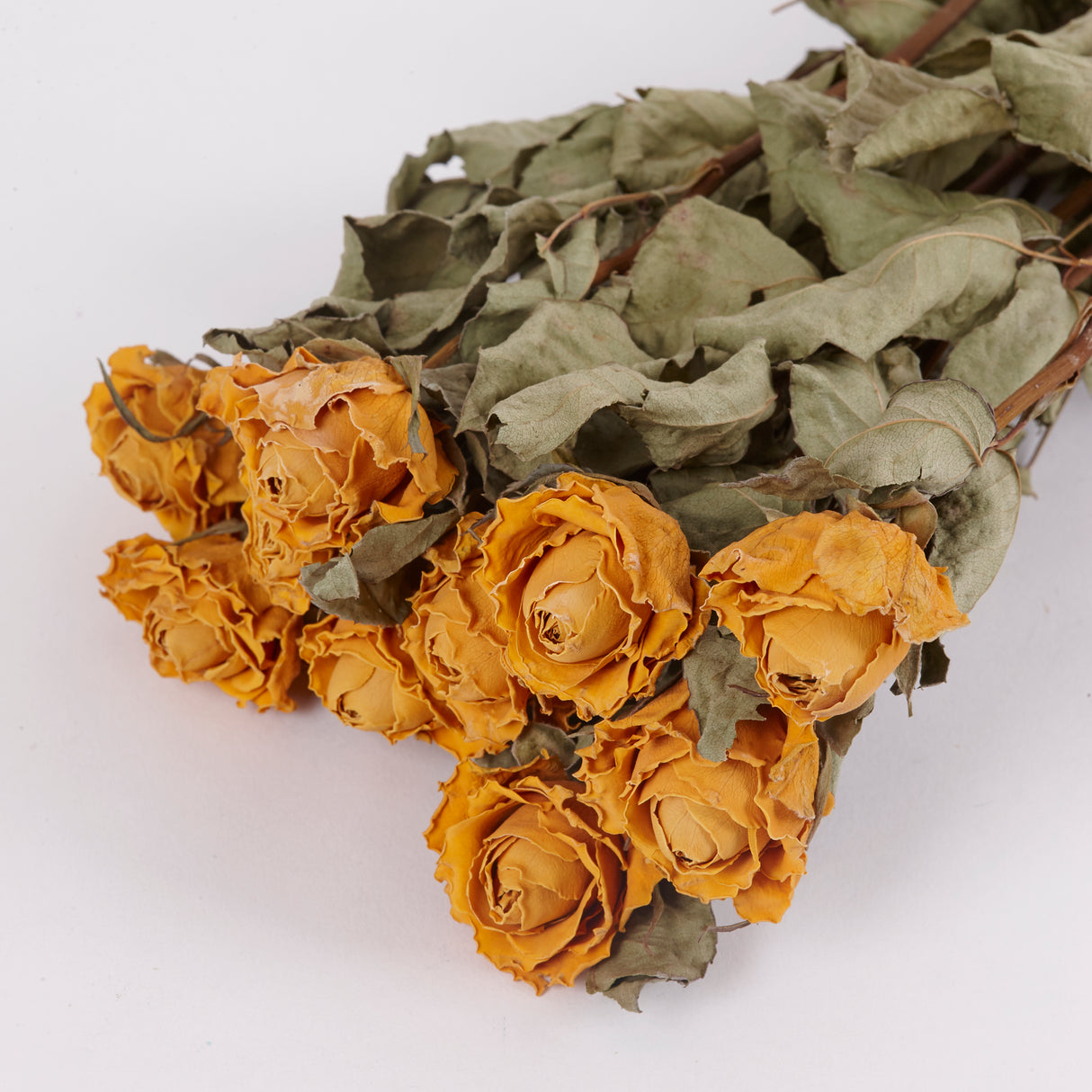Close up image of Dried Rose Jackpot showing the yellow flower heads