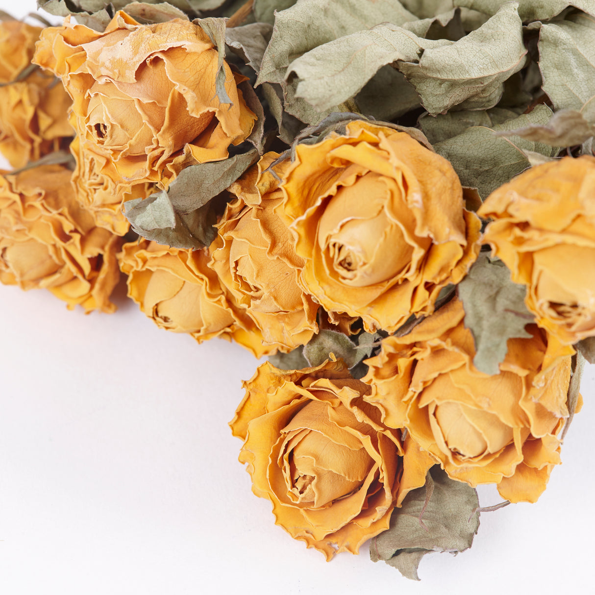 Roses, Dried, Jackpot, Natural Yellow, Bunch 10 Stems