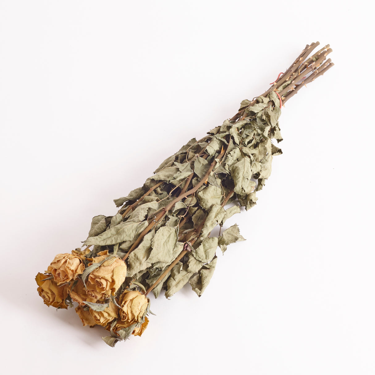 Dried Roses Athena with White Flowers. Image shows a bunch of 10 stems