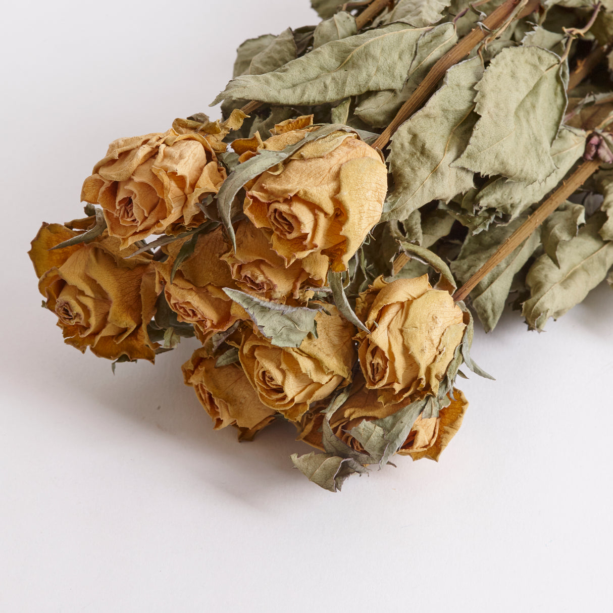 Close up image of the dried rose flowers. Athena with white flowers.