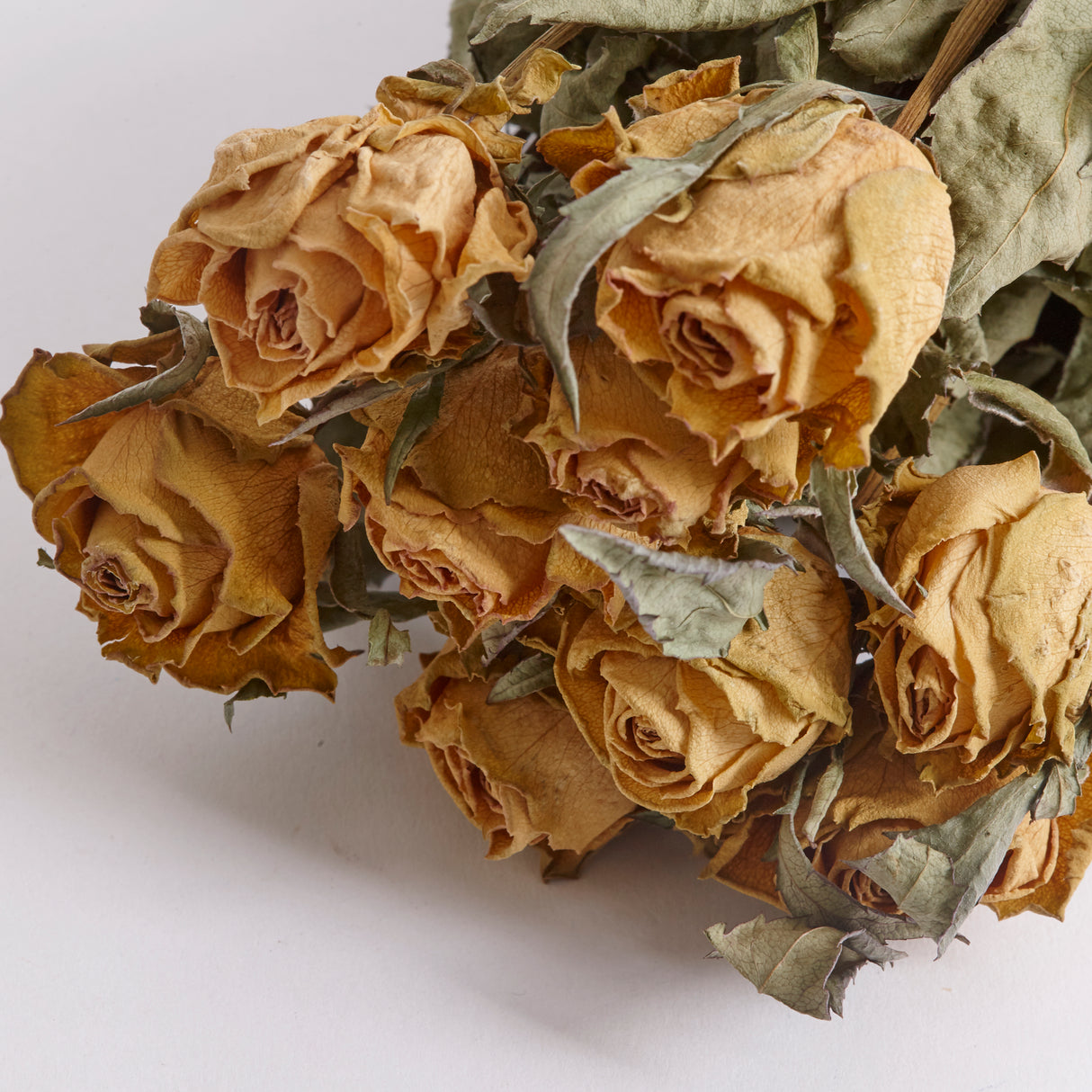 Roses, Dried, Athena, Natural White, Bunch 10 Stems