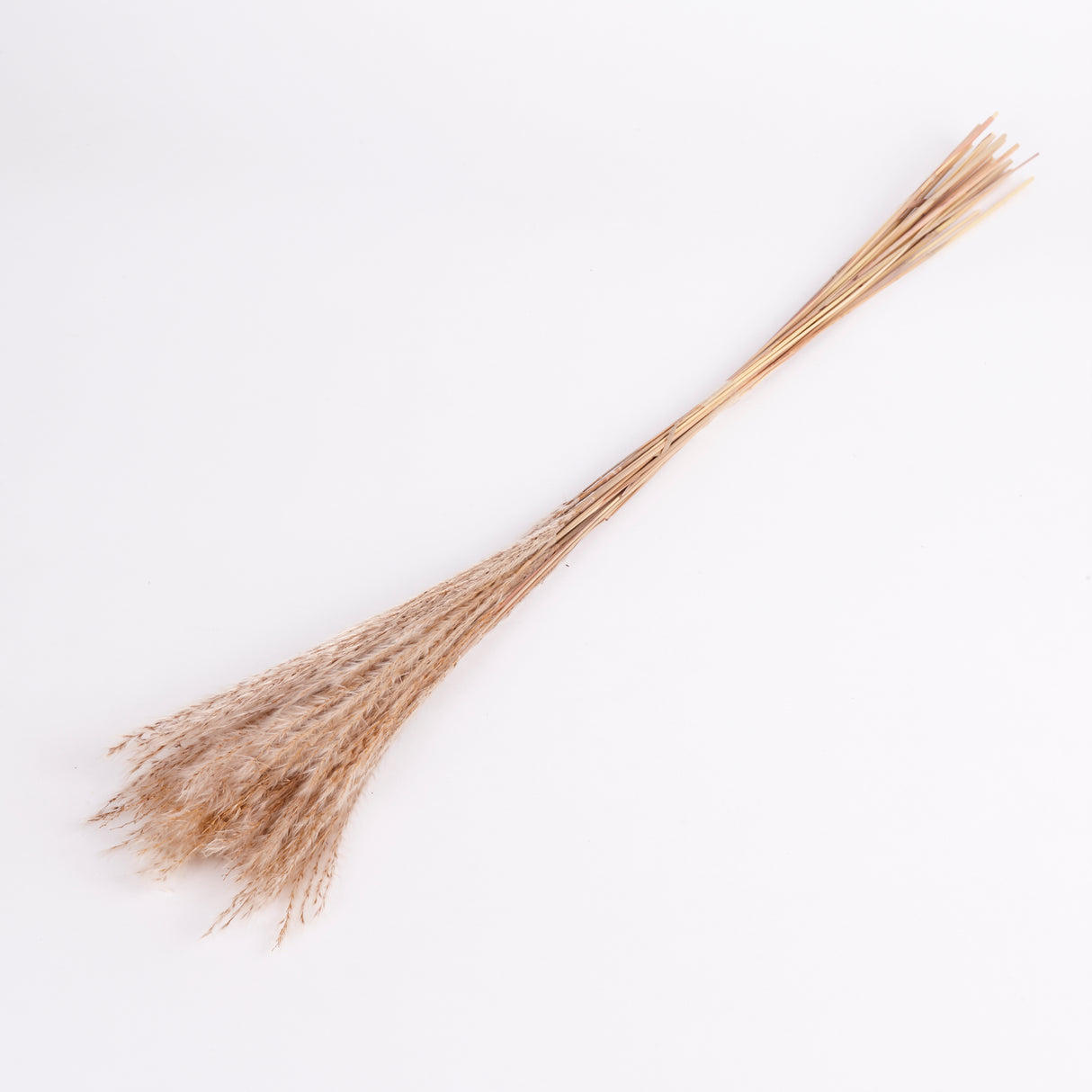 Miscanthus Grass, Dried, Natural, Bunch