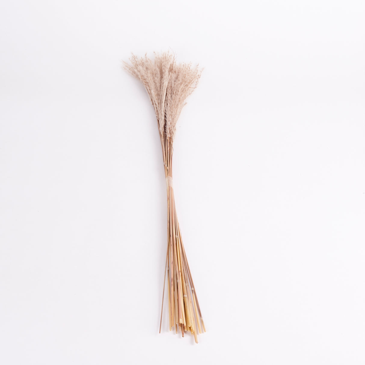 Miscanthus Grass, Dried, Natural, Bunch