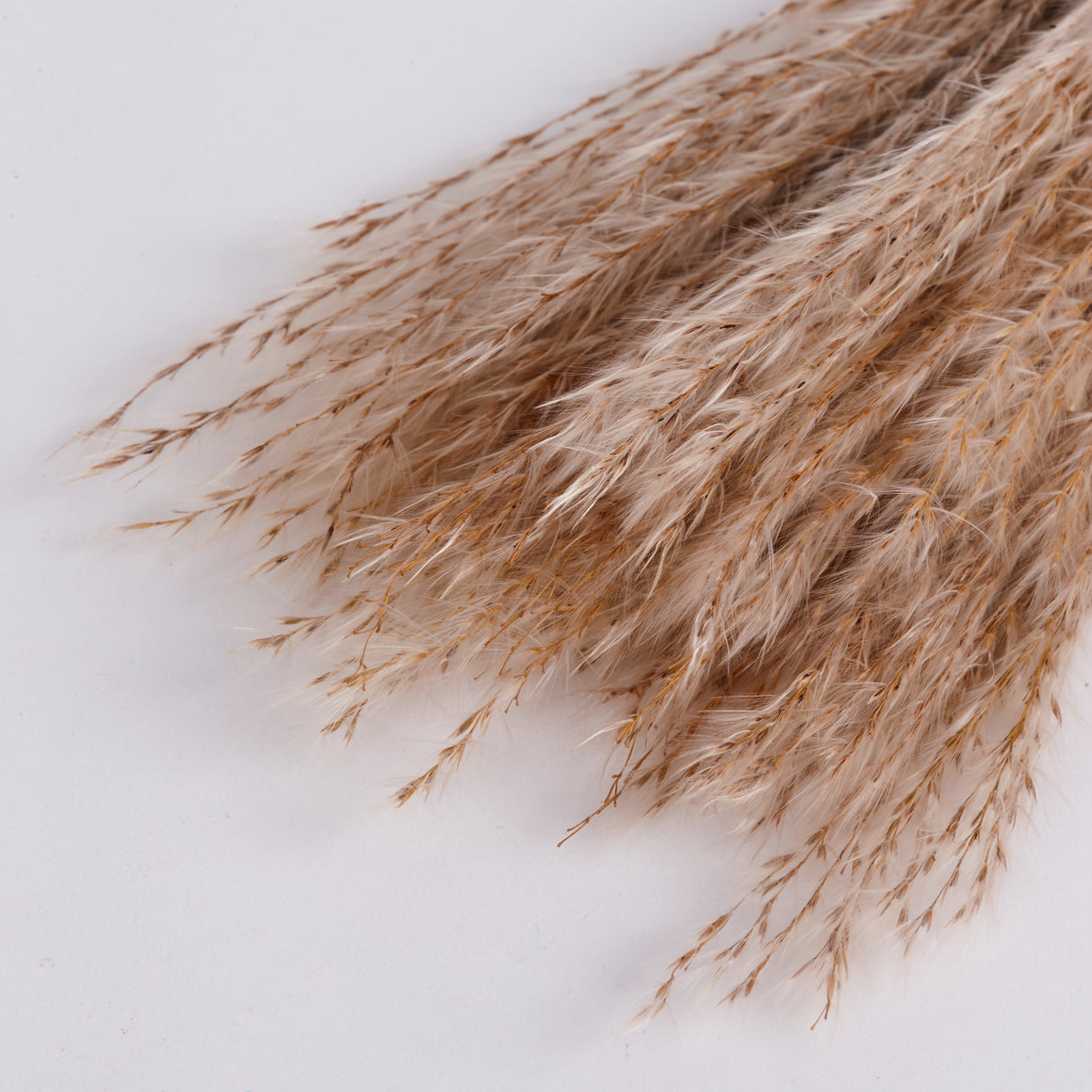 Natural and Dried Miscanthus Grass. Sold by the Bunch. Image shows a close up of the fluffy seed heads