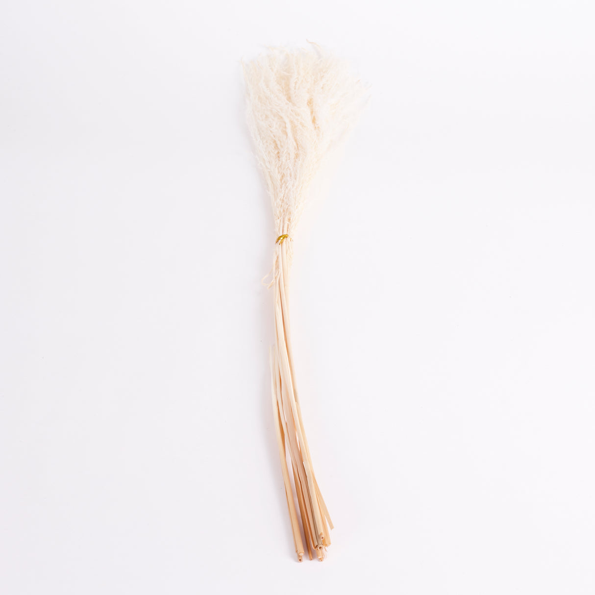 Miscanthus Grass, Dried, Bleached White, Bunch