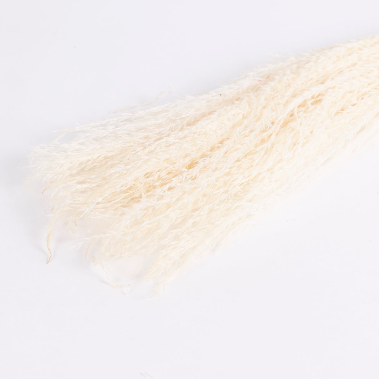 Miscanthus Grass, Dried, Bleached White, Bunch
