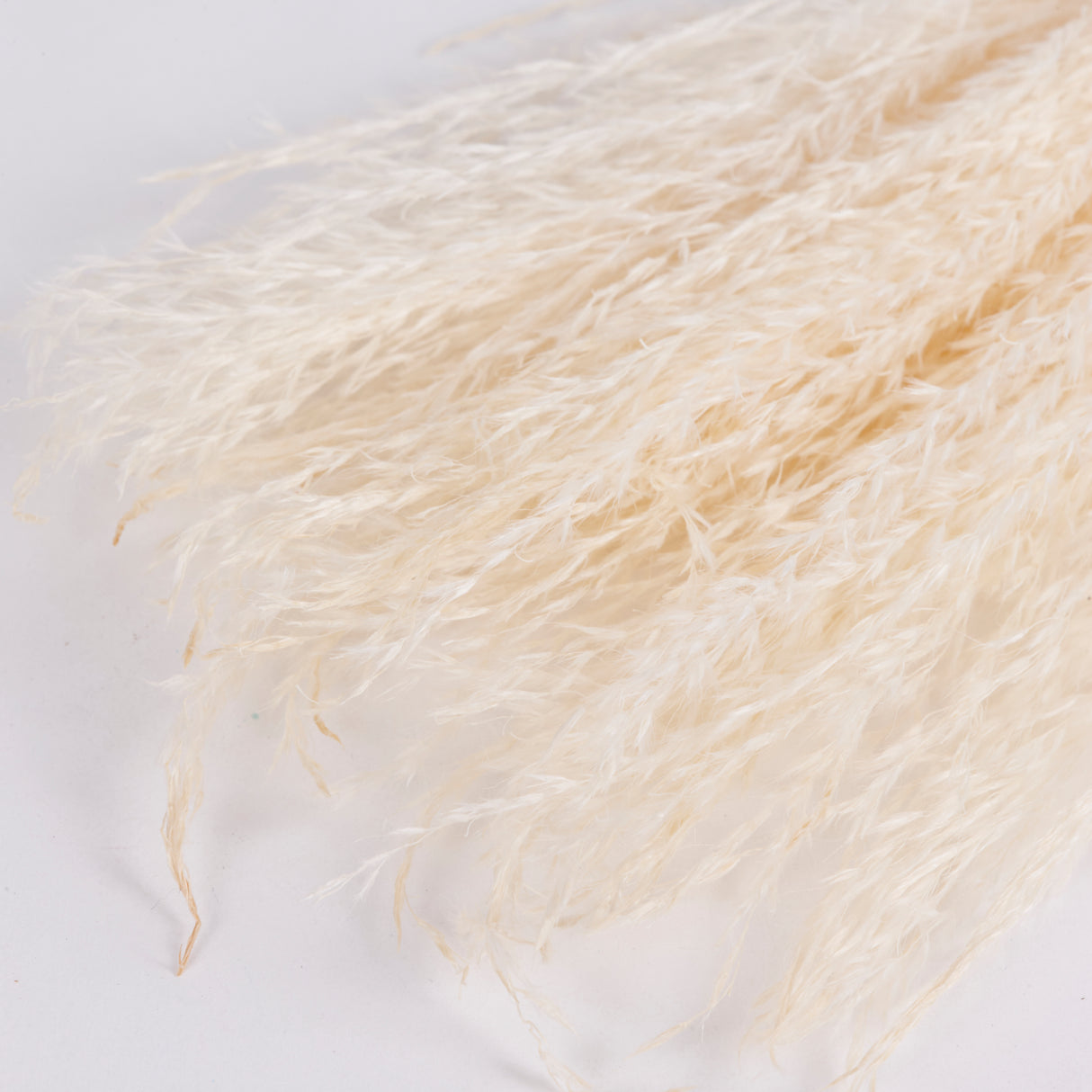 Close up image showing the fluffy grass stems of bleached miscanthus grass.