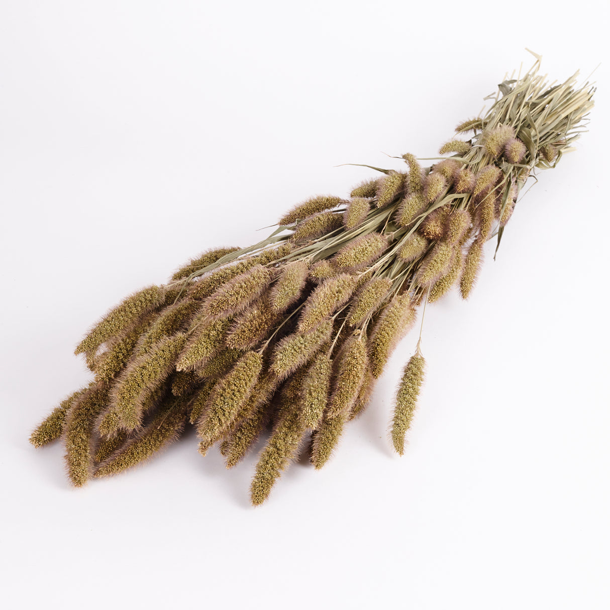 A bunch of Natural Dried Setaria Grass commonly known as foxtail grass. Image shows whole bunch