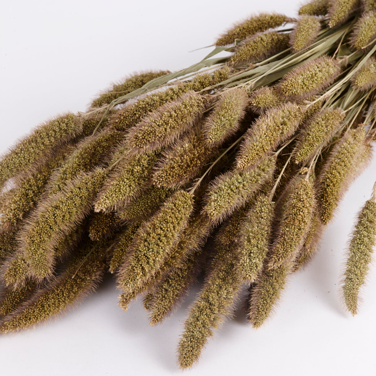 Setaria, (Foxtail Grass), Dried, Natural, 70cm Bunch
