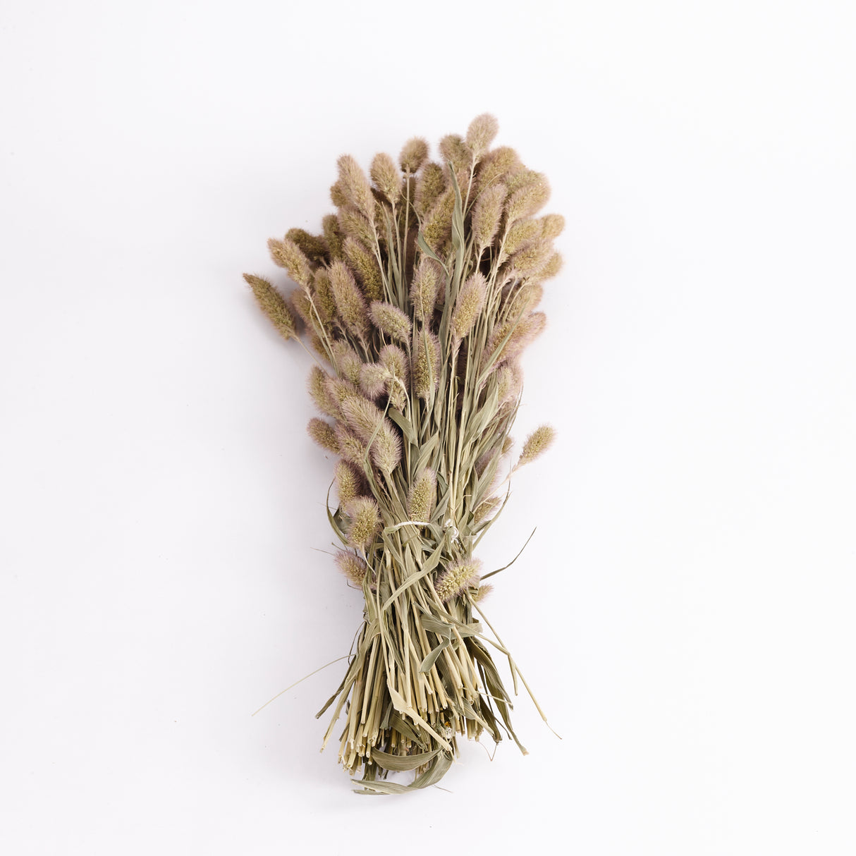Setaria, (Foxtail Grass), Dried, Natural, 70cm Bunch