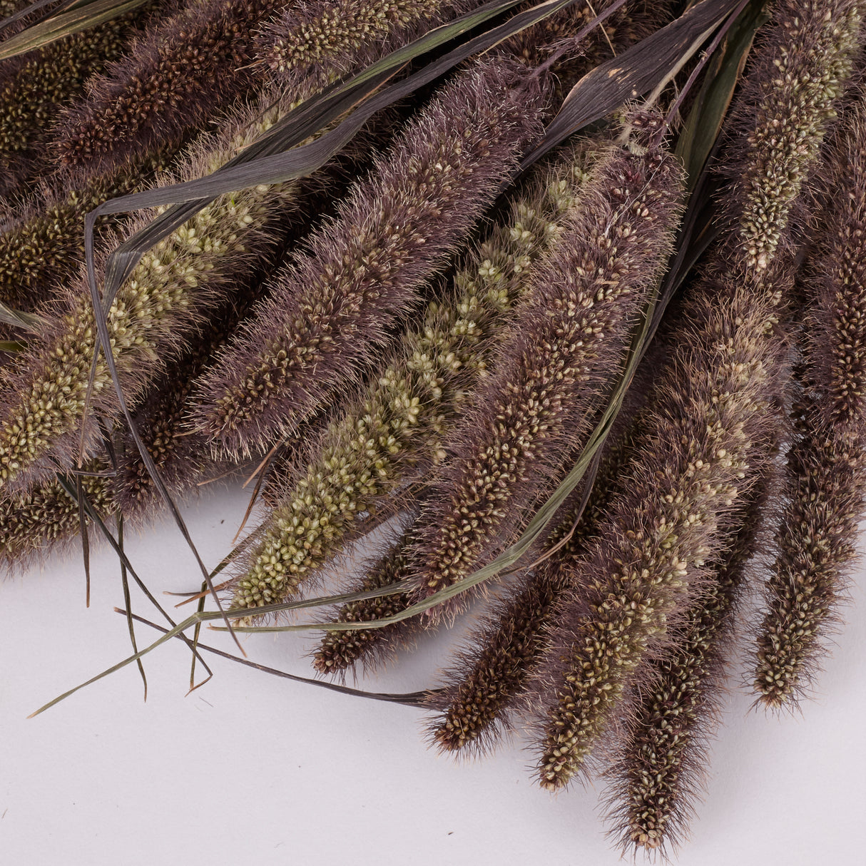 Setaria Red Jewel, (Foxtail Grass), Dried, Natural, Bunch