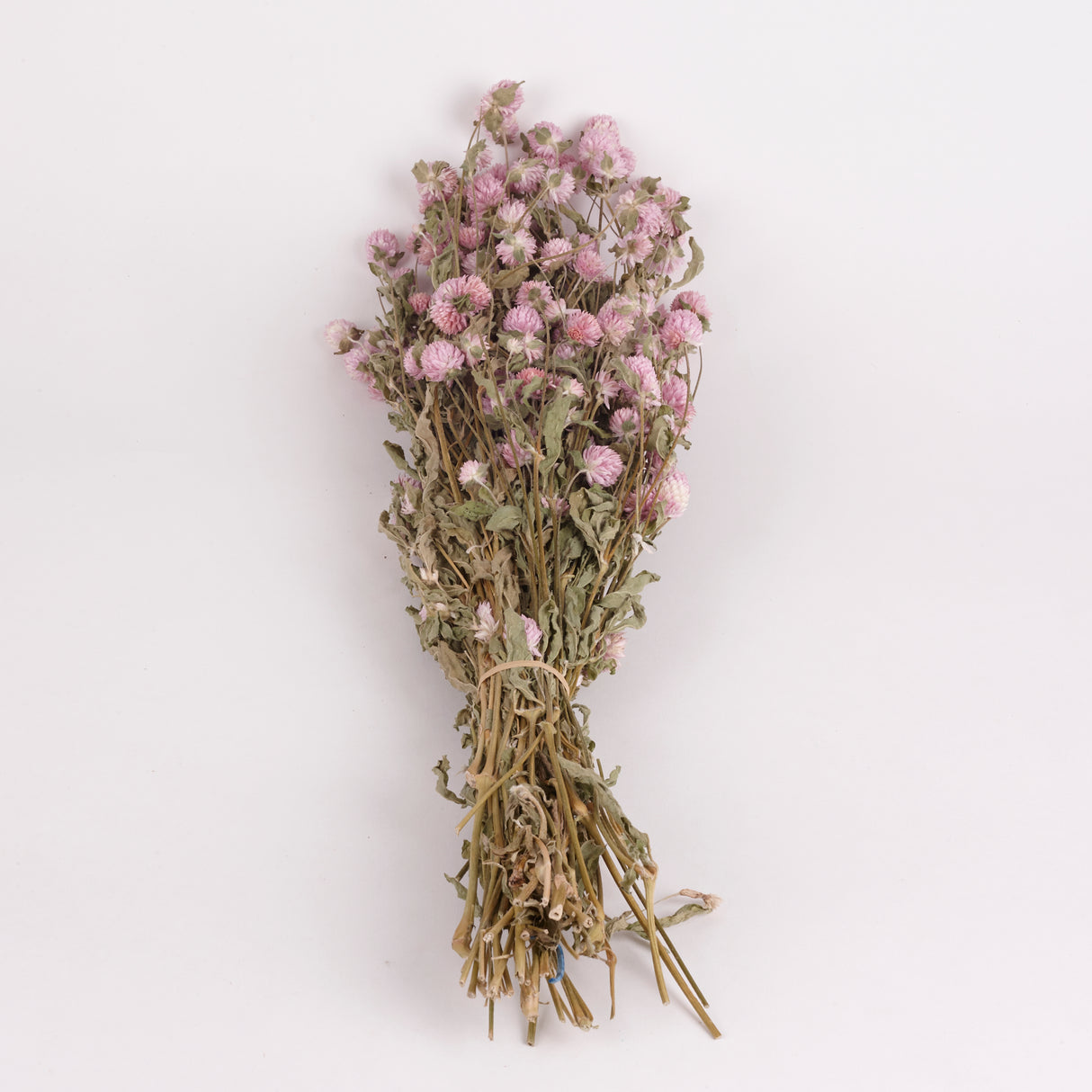 Gomphrena Flower, Natural Pink, Bunch