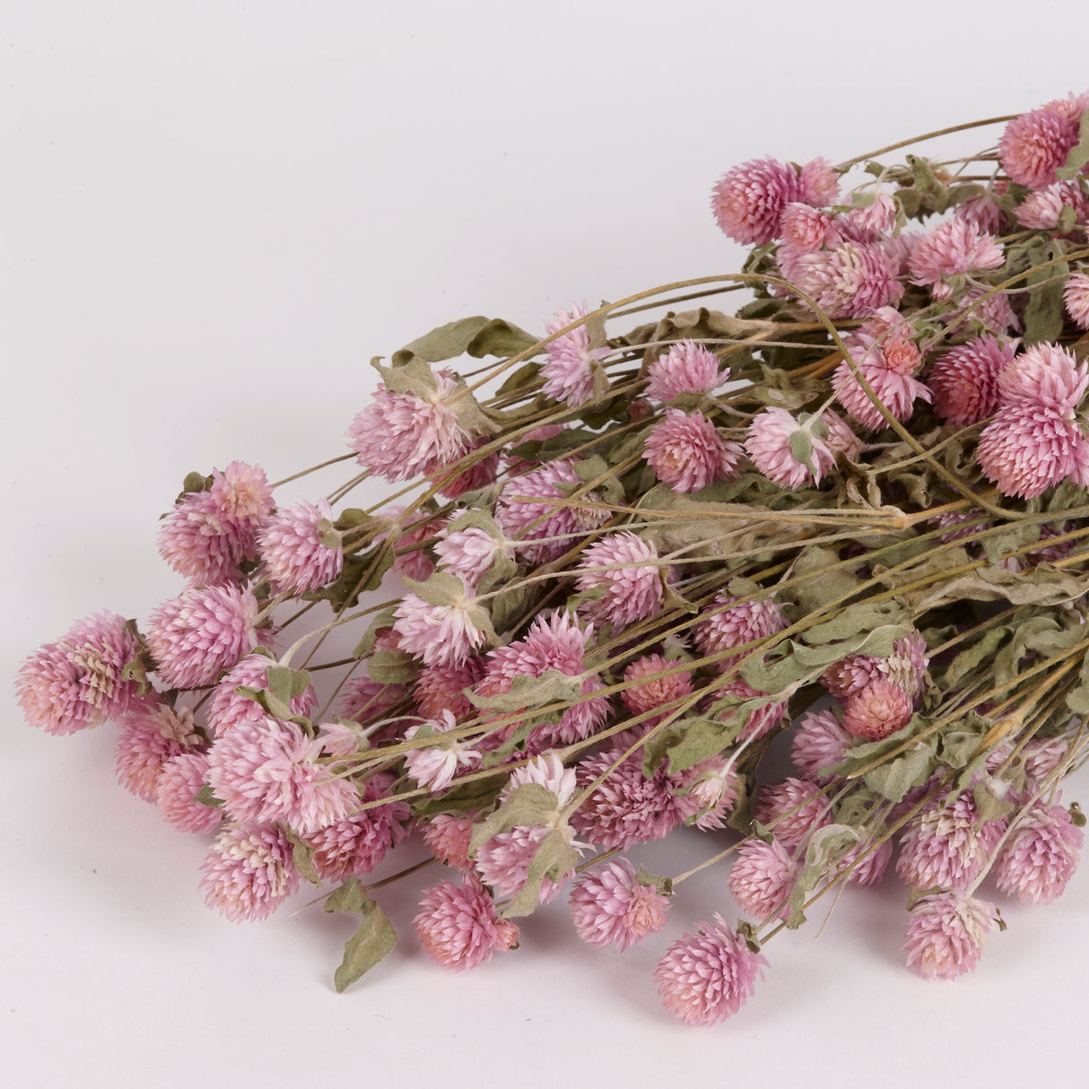 Gomphrena Flower, Natural Pink, Bunch