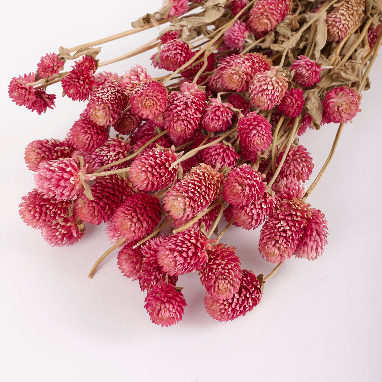 Gomphrena Flower, Natural Purple, Bunch