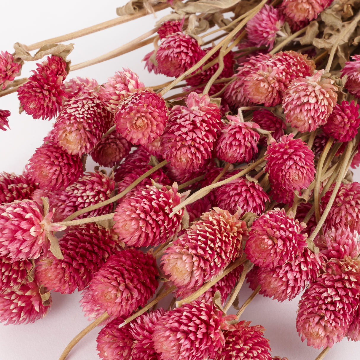 Gomphrena Flower, Natural Purple, Bunch
