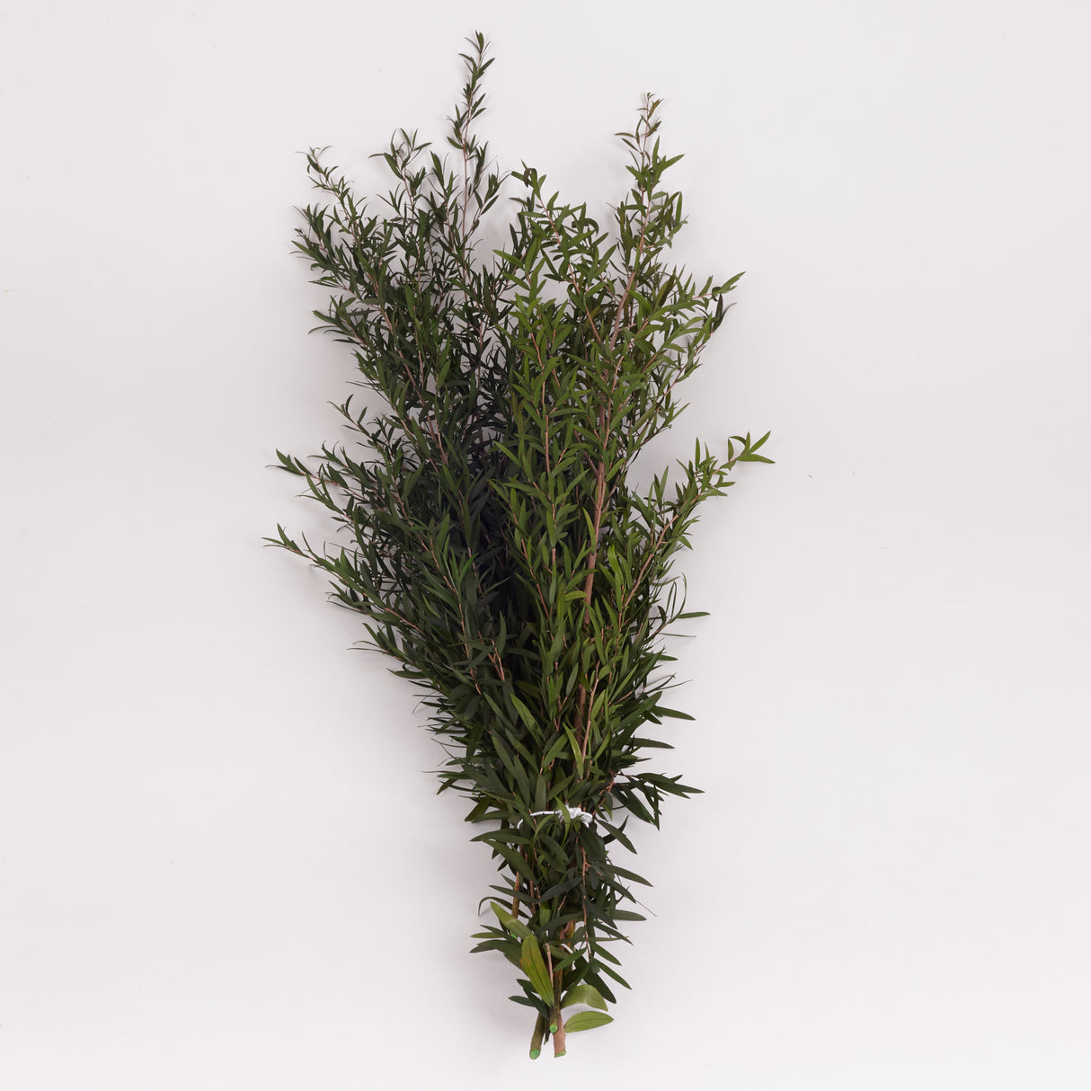 Lepto Lungifolia (Verdissimo), Preserved, Green