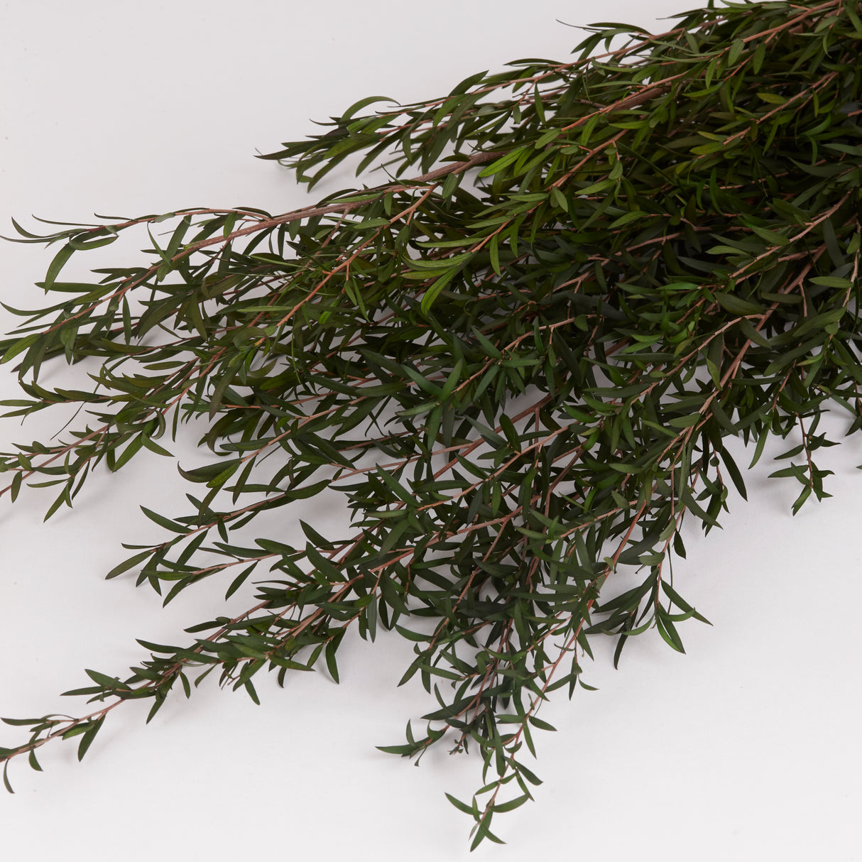 Lepto Lungifolia (Verdissimo), Preserved, Green