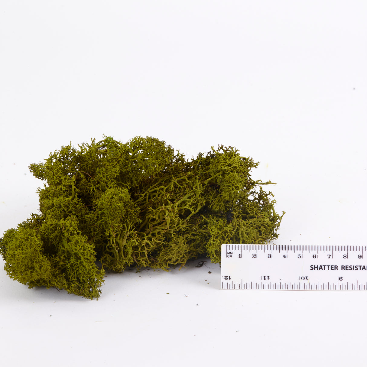 Reindeer Moss, Preserved, Medium Green, 1kg - Premium Quality