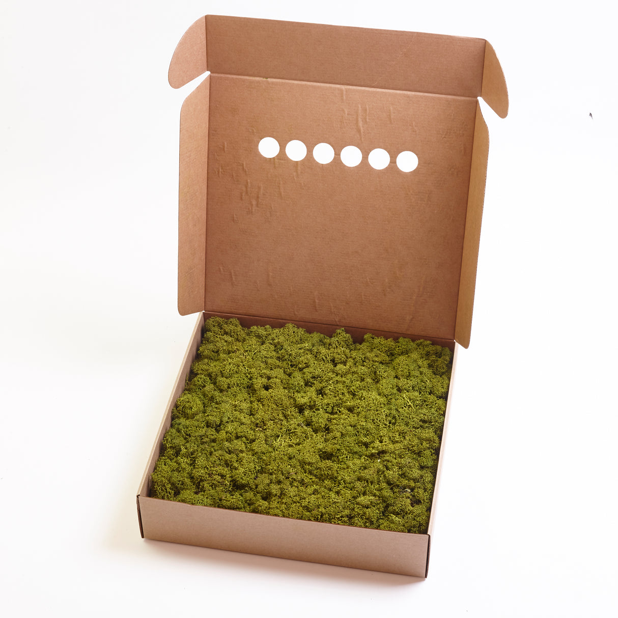 Reindeer Moss, Preserved, Medium Green, 1kg - Premium Quality