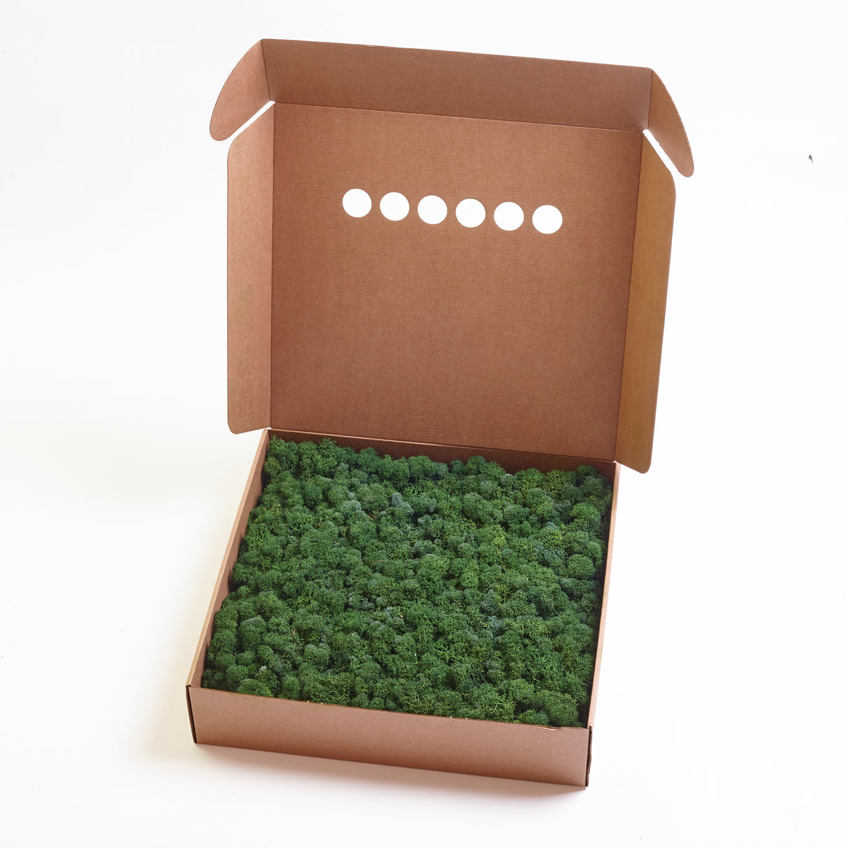 Reindeer Moss, Preserved, Forest Green, 1kg - Premium Quality