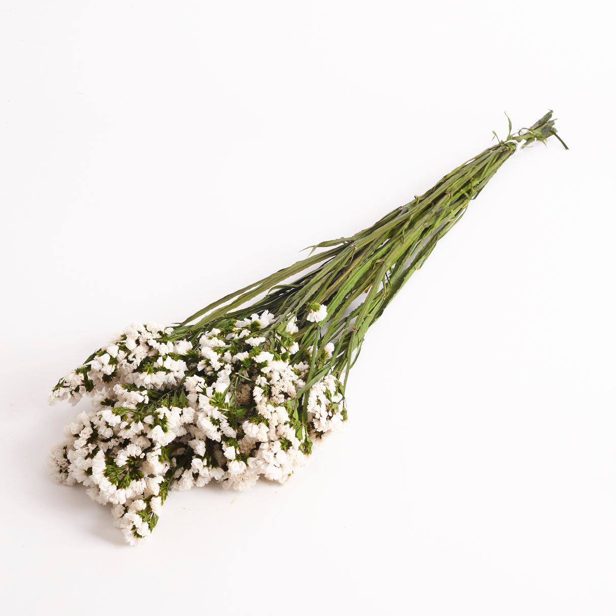 Statice Sinuata, Preserved, White