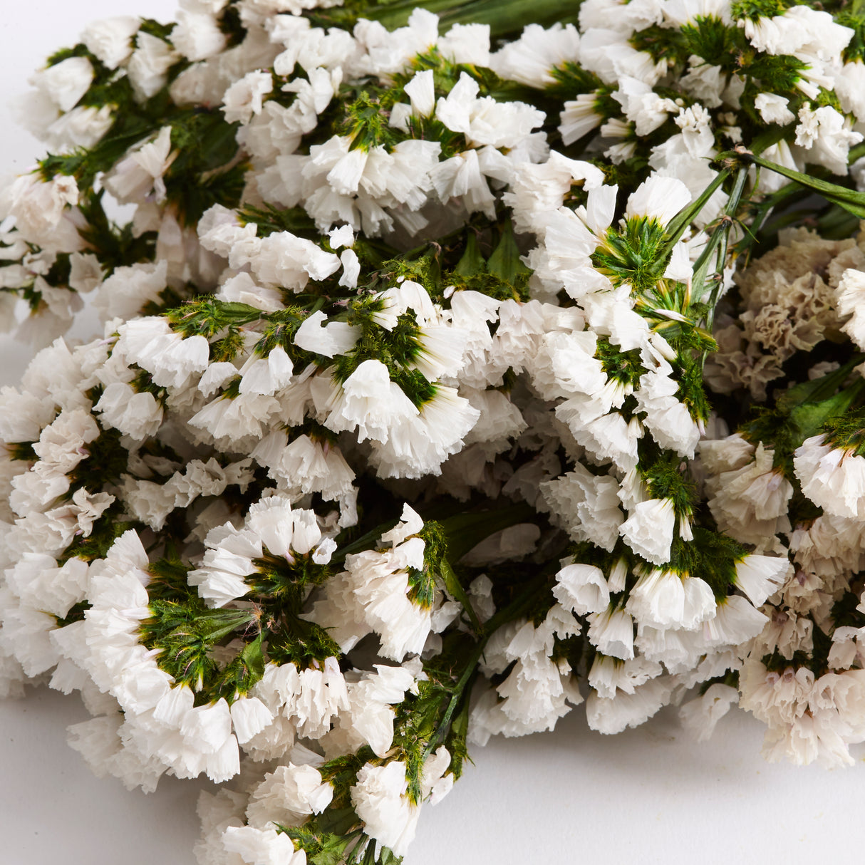 Statice Sinuata, Preserved, White