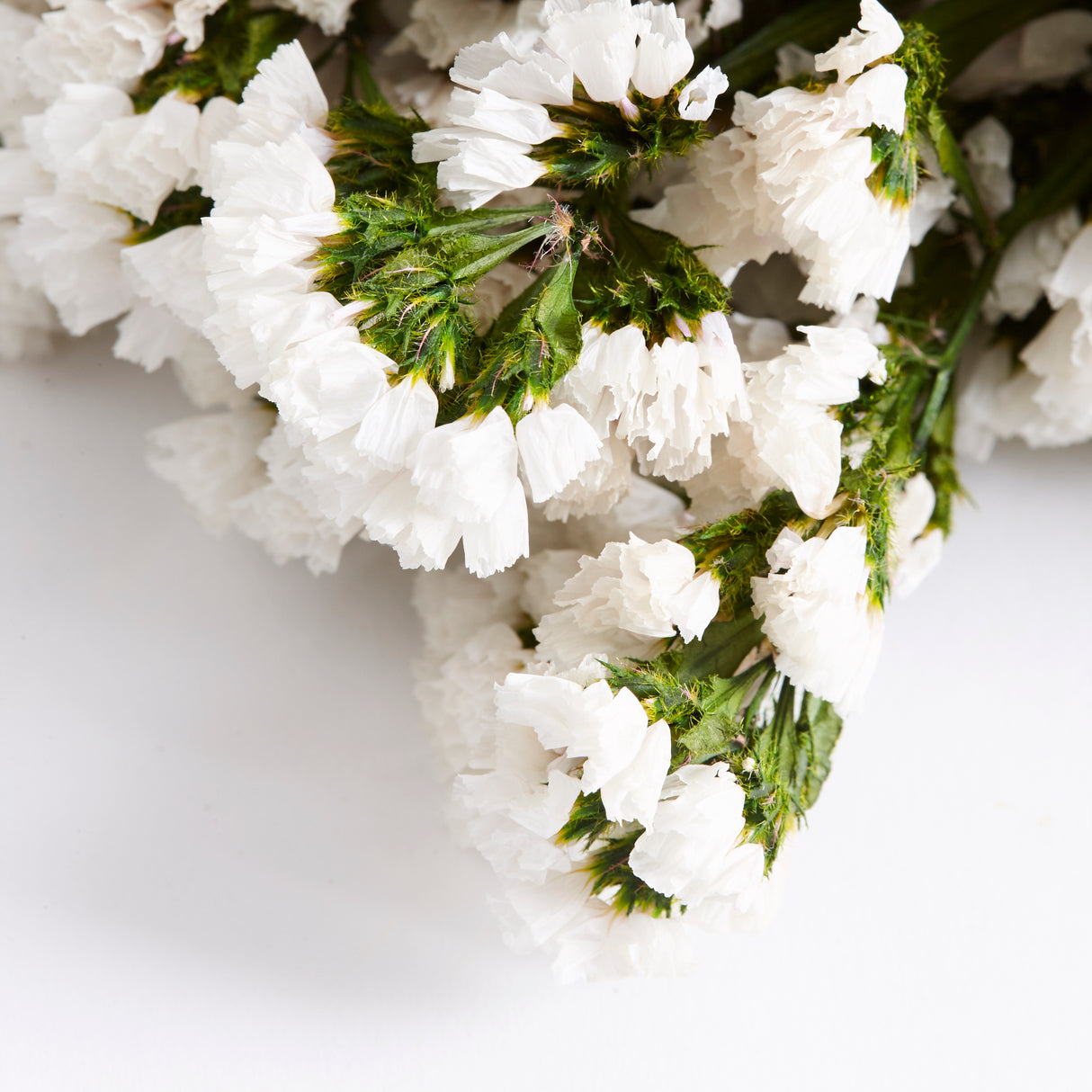 Statice Sinuata, Preserved, White