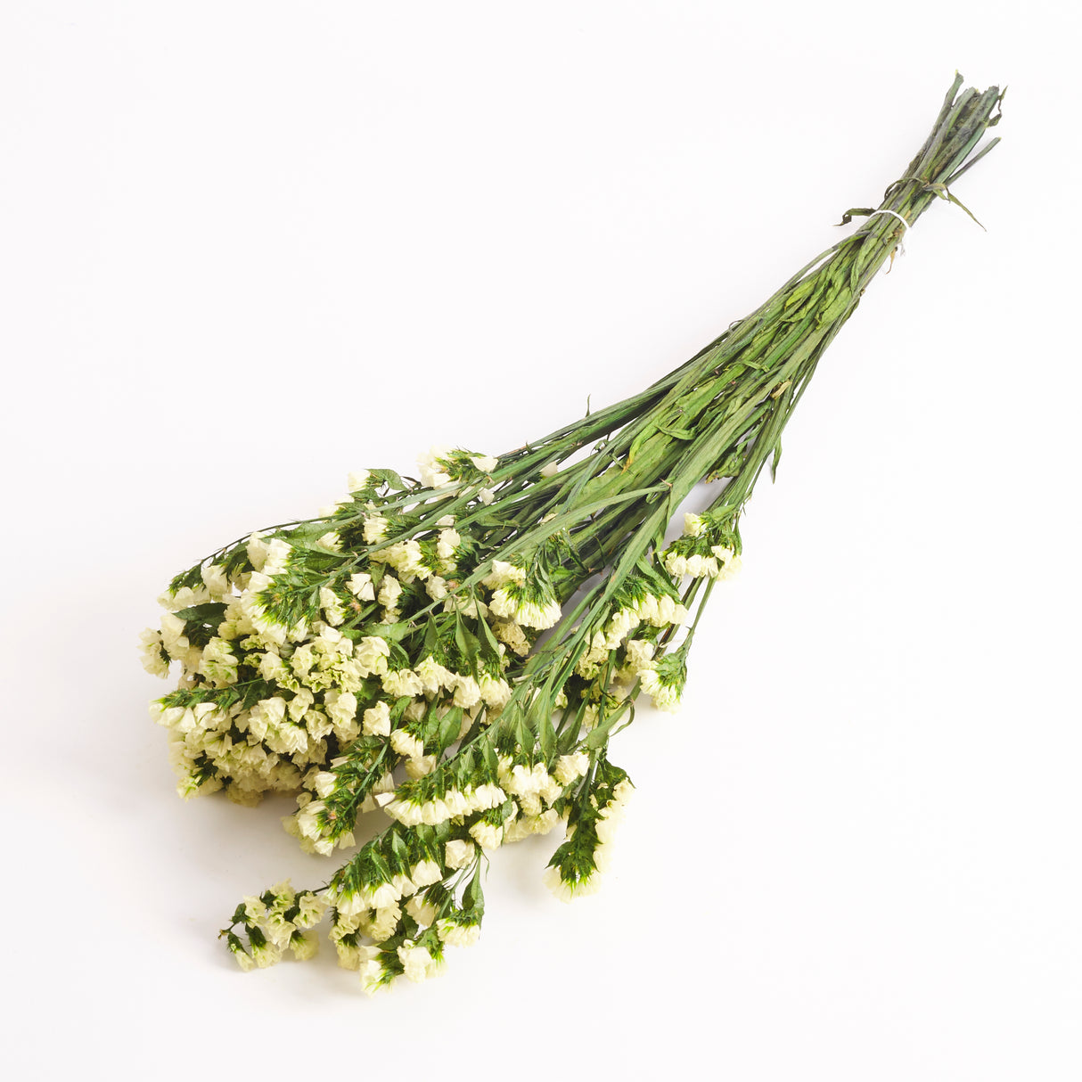 Statice Sinuata, Preserved, Yellow