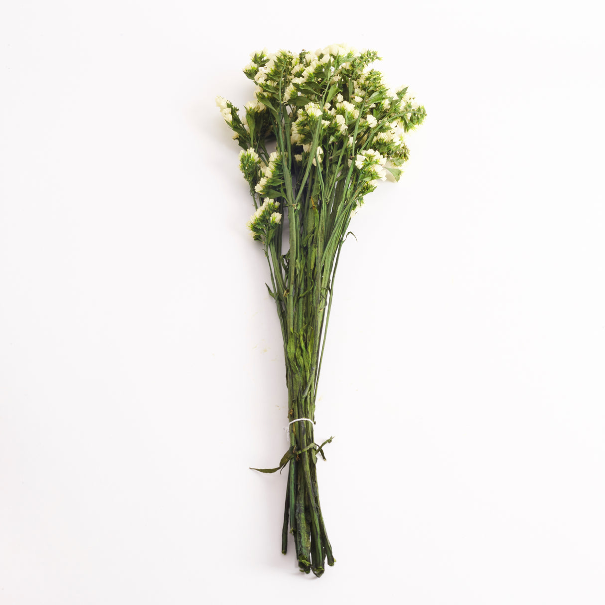 Statice Sinuata, Preserved, Yellow