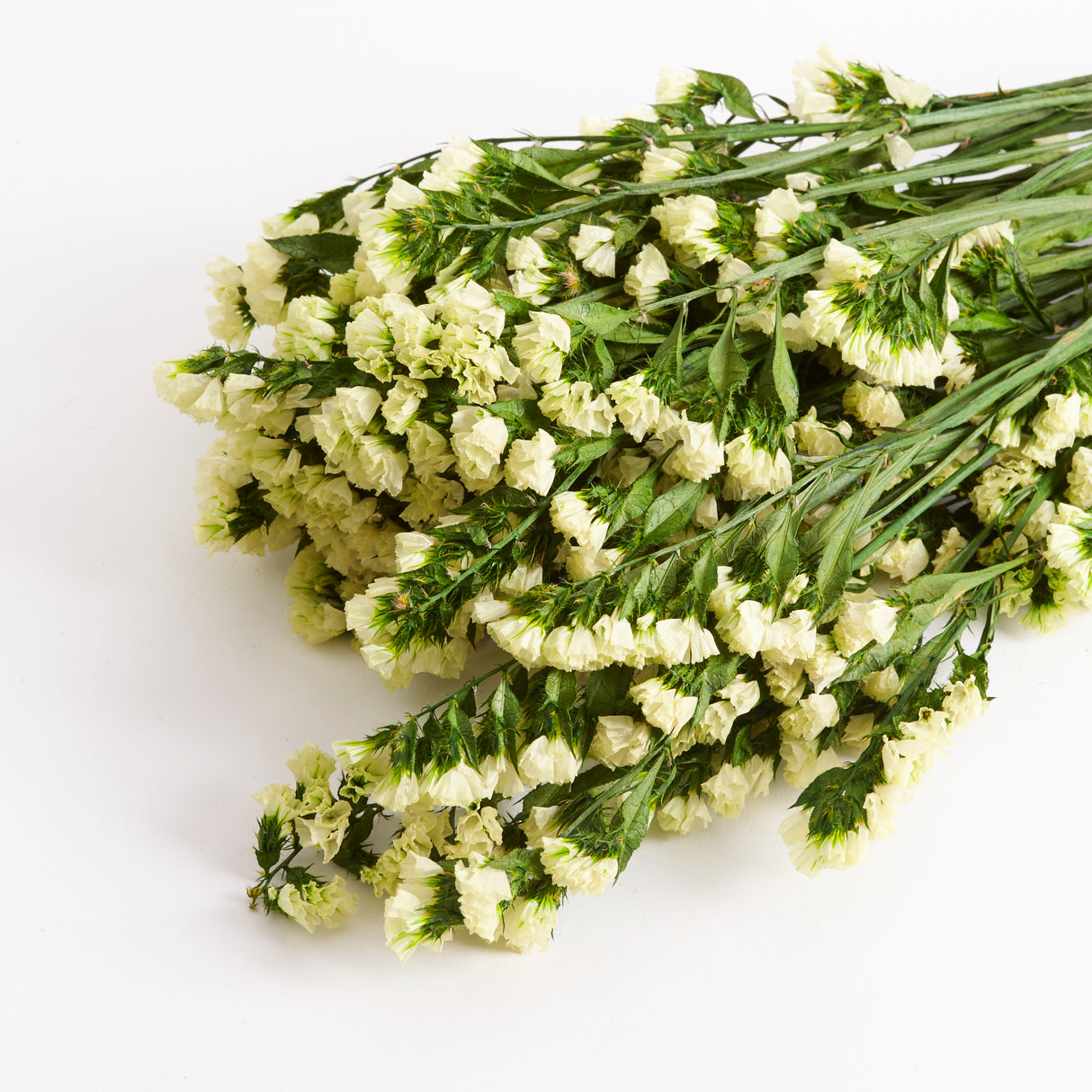 Statice Sinuata, Preserved, Yellow