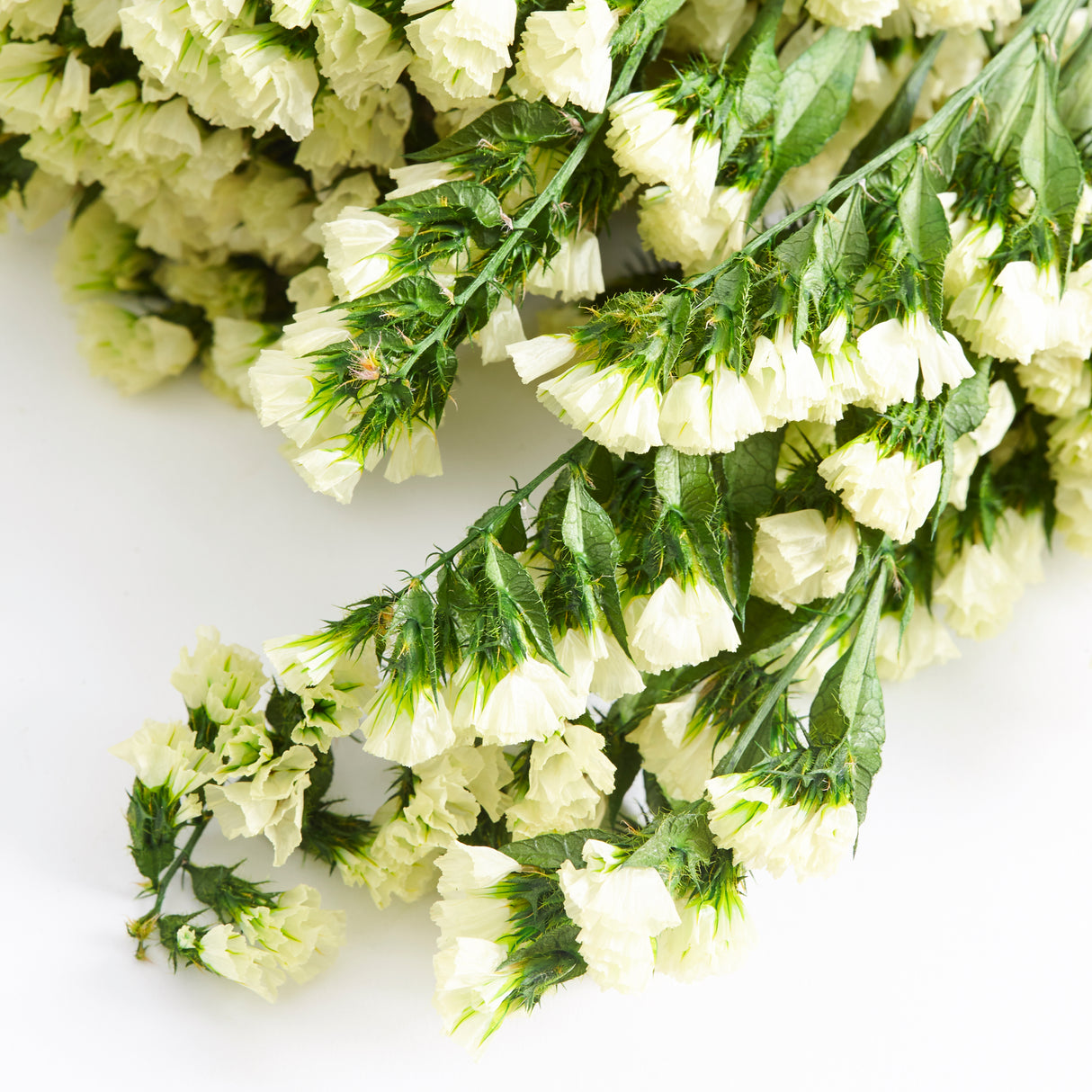 Statice Sinuata, Preserved, Yellow