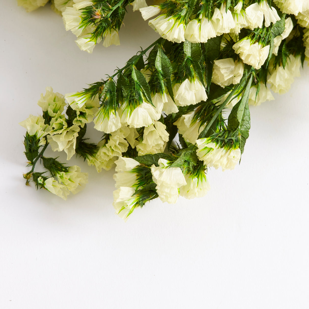 Statice Sinuata, Preserved, Yellow