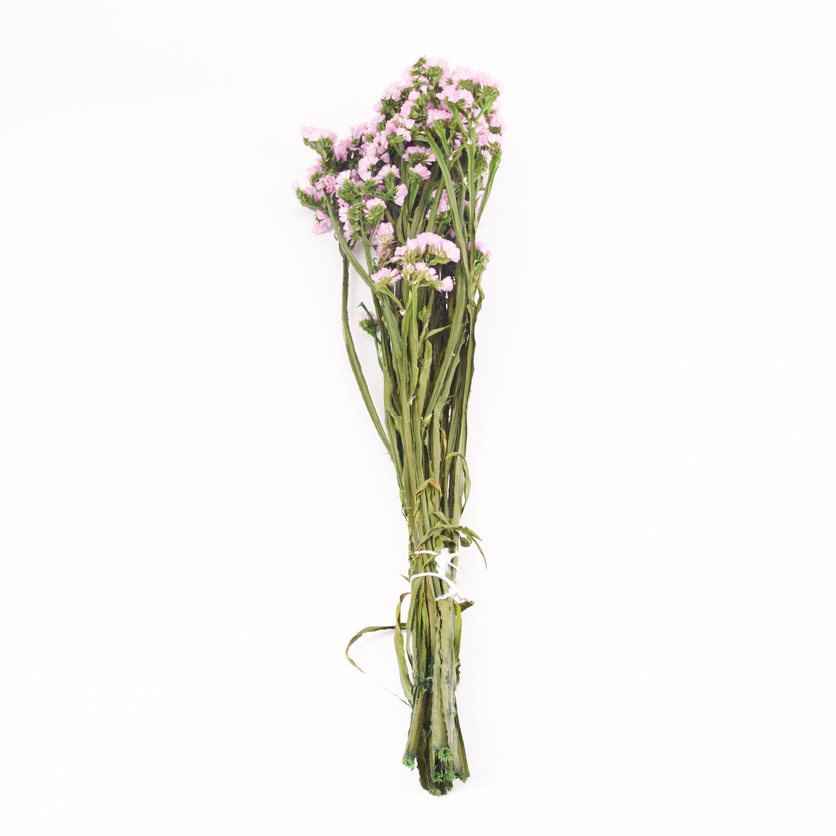 Statice Sinuata, Preserved, Pink