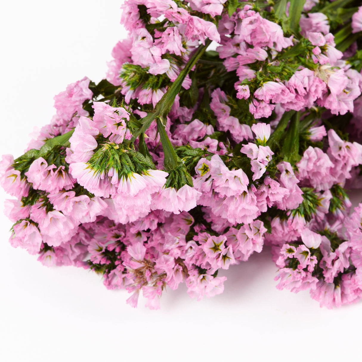 Statice Sinuata, Preserved, Pink