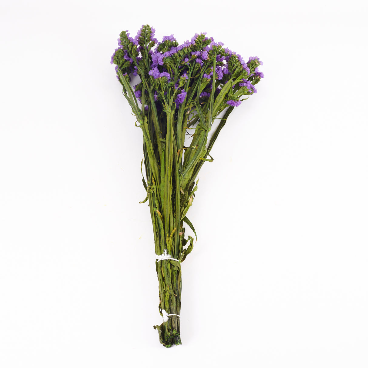 Statice Sinuata, Preserved, Bright Lilac