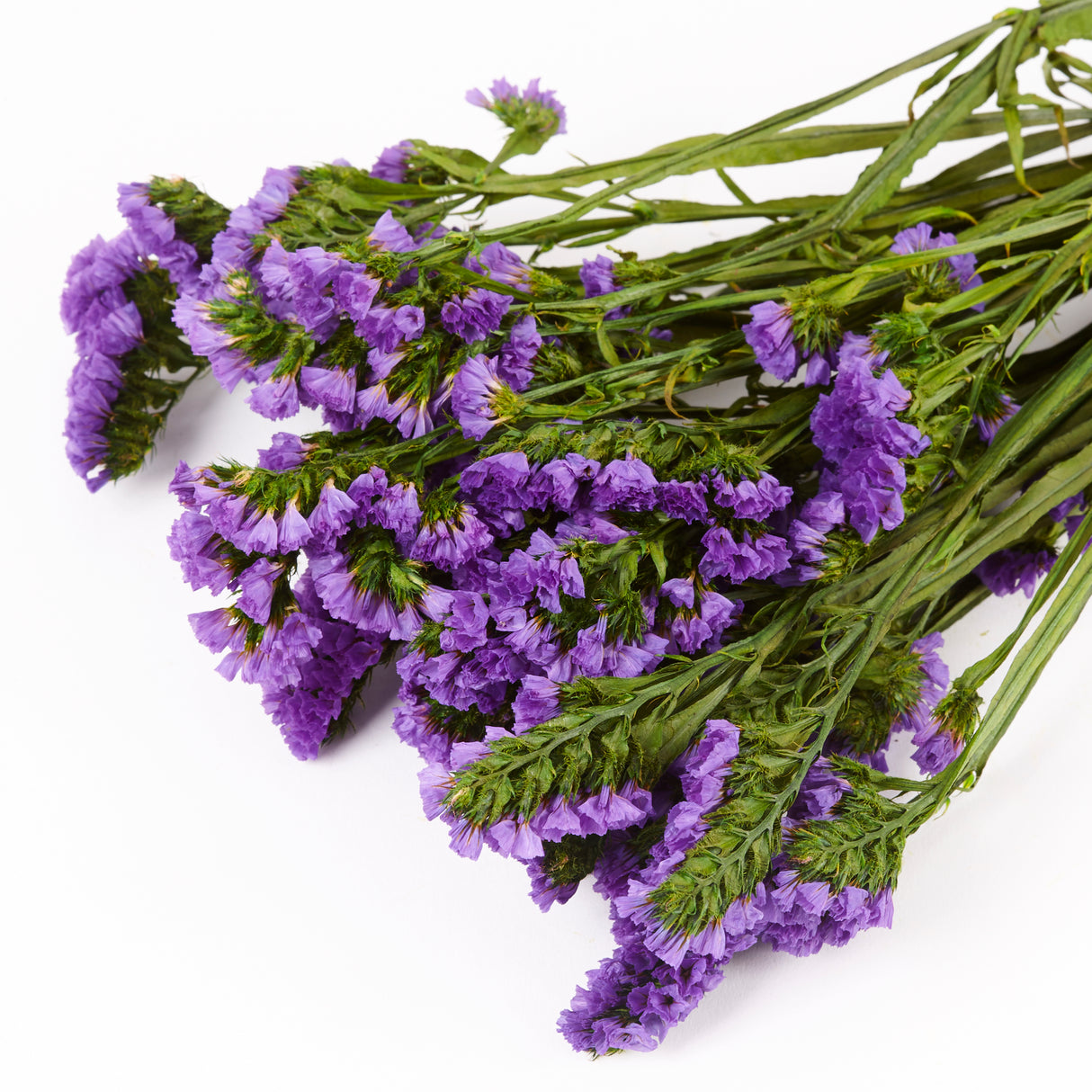 Statice Sinuata, Preserved, Bright Lilac