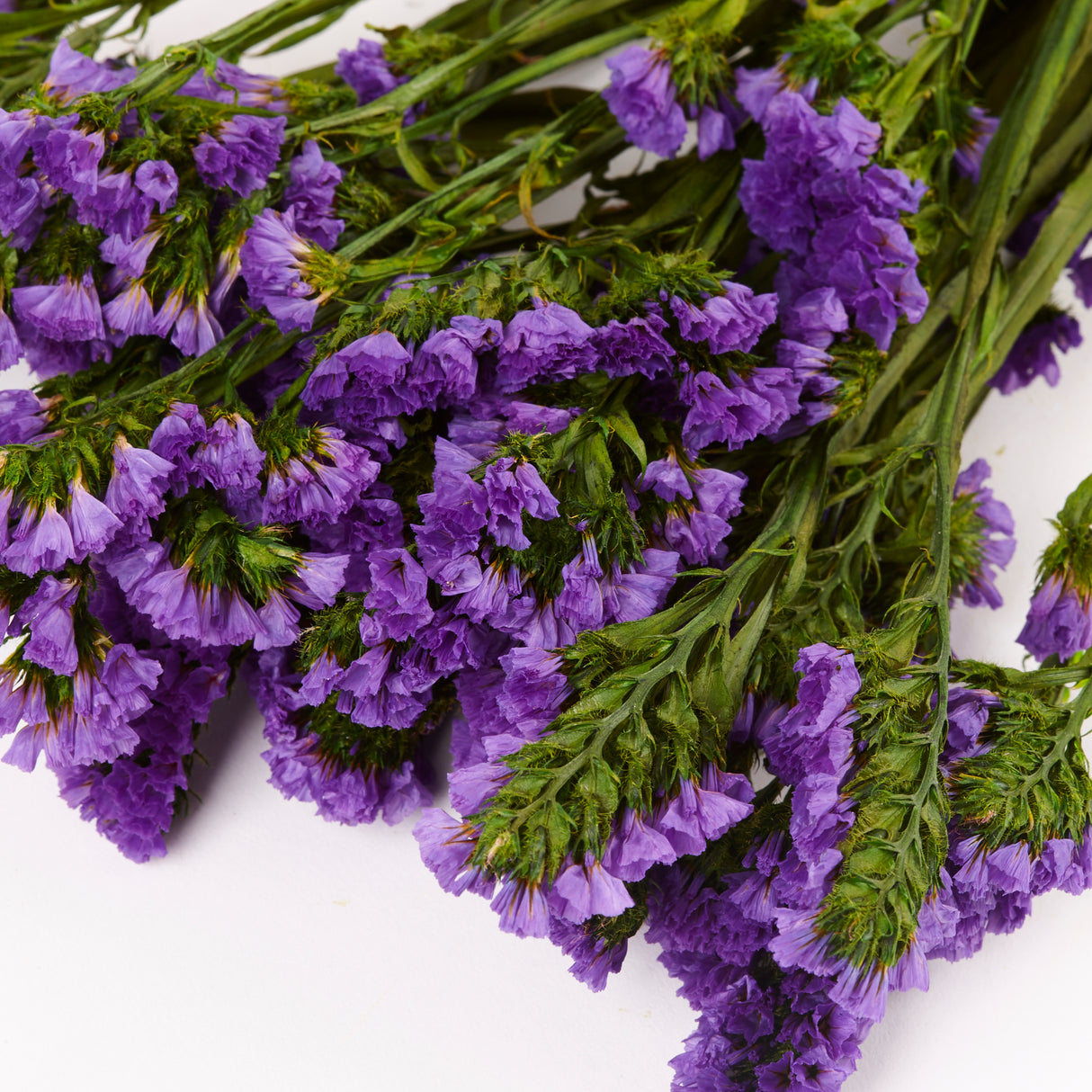 Statice Sinuata, Preserved, Bright Lilac