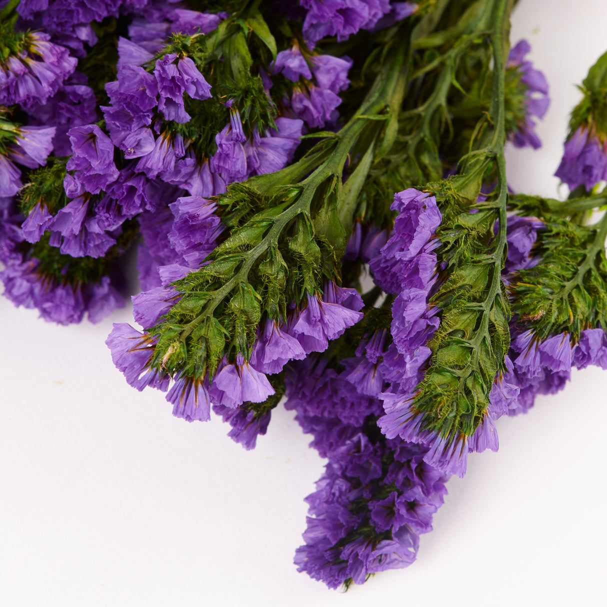 Statice Sinuata, Preserved, Bright Lilac